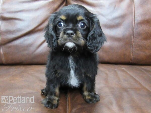Cavalier King Charles Spaniel-DOG-Male-Black & Tan-25431-Petland Frisco & Mckinney, Texas