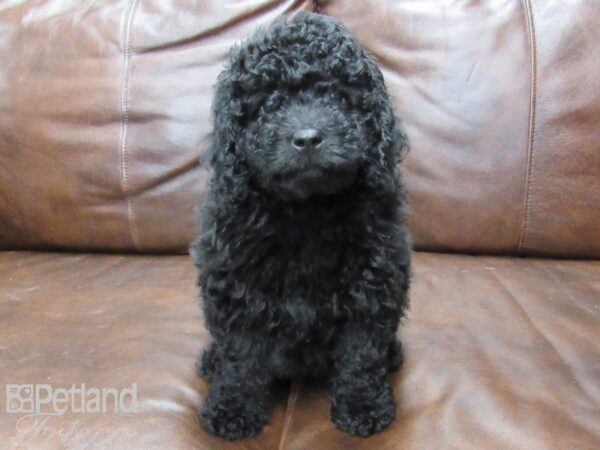 F1B Mini Bernedoodle DOG Female Black 25409 Petland Frisco, Texas