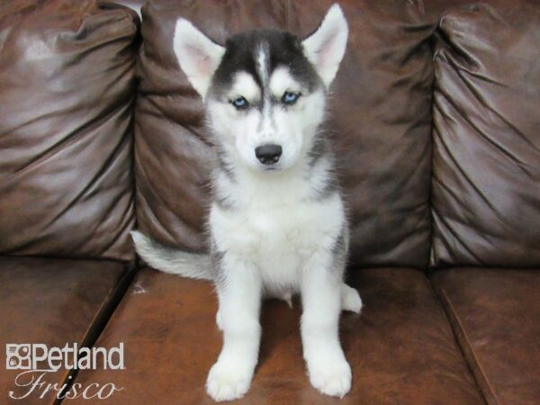 Siberian Husky DOG Male Blk Gry Wht 25430 Petland Frisco, Texas