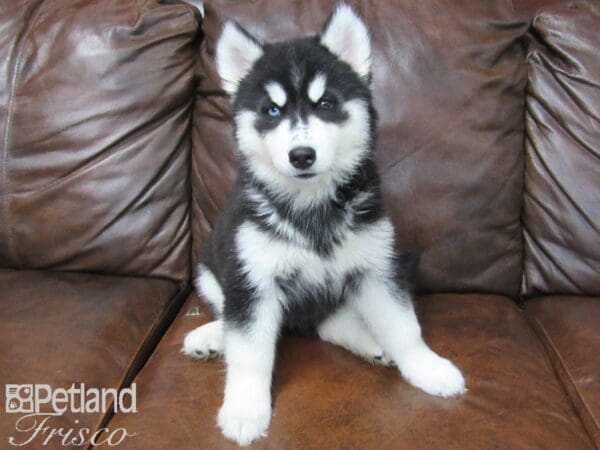 Siberian Husky-DOG-Female-Black & White-25429-Petland Frisco, Texas