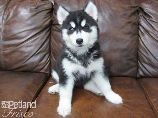 Siberian Husky-DOG-Female-Black & White-25429-Petland Frisco & Mckinney, Texas