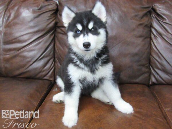 Siberian Husky DOG Female Black & White 25429 Petland Frisco, Texas