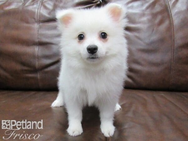 American Eskimo-DOG-Female-White-25428-Petland Frisco, Texas