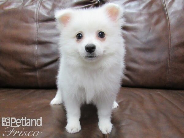 American Eskimo DOG Female White 25428 Petland Frisco, Texas