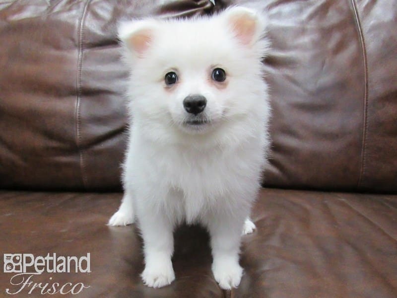 American Eskimo-DOG-Female-White-2700224-Petland Frisco, Texas
