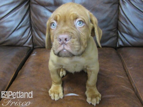 Dogue de Bordeaux DOG Male Red 25427 Petland Frisco, Texas