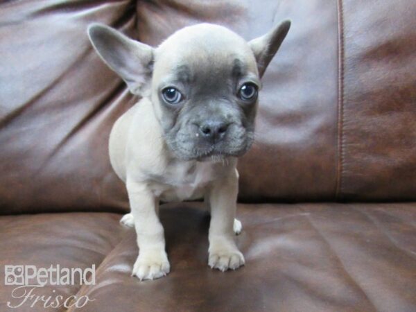 French Bulldog DOG Female Blue Fawn 25426 Petland Frisco, Texas