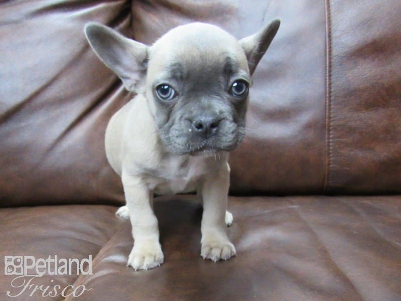 French Bulldog-DOG-Female-Blue Fawn-2701194-Petland Frisco, Texas