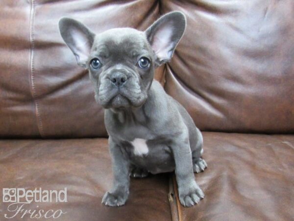 French Bulldog DOG Female Blue 25425 Petland Frisco, Texas