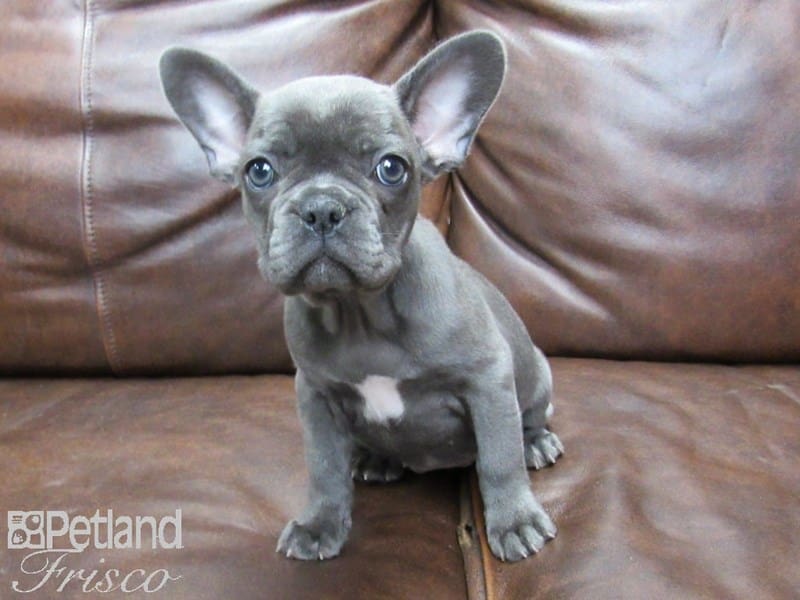 French Bulldog-DOG-Female-Blue-2701193-Petland Frisco, Texas