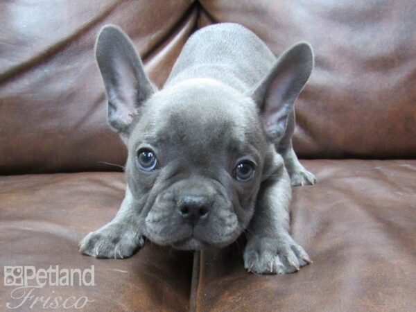 French Bulldog DOG Male Blue 25424 Petland Frisco, Texas