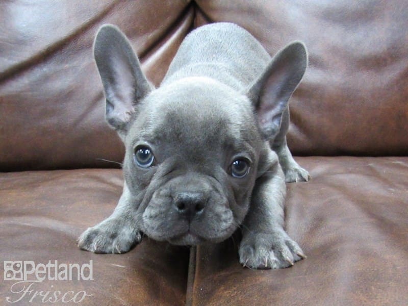 French Bulldog-DOG-Male-Blue-2701189-Petland Frisco, Texas