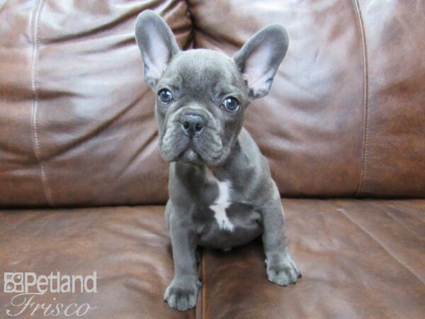 French Bulldog DOG Male Blue 25423 Petland Frisco, Texas