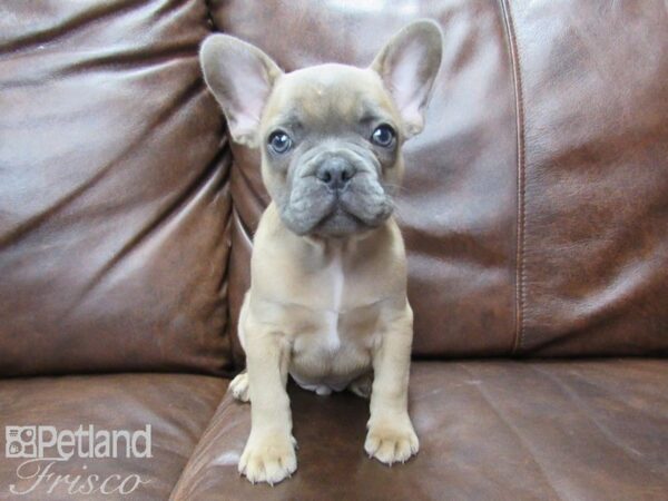 French Bulldog DOG Male Blue Fawn 25422 Petland Frisco, Texas