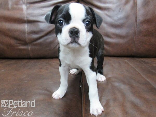 Boston Terrier-DOG-Female-Black and White-25421-Petland Frisco & Mckinney, Texas