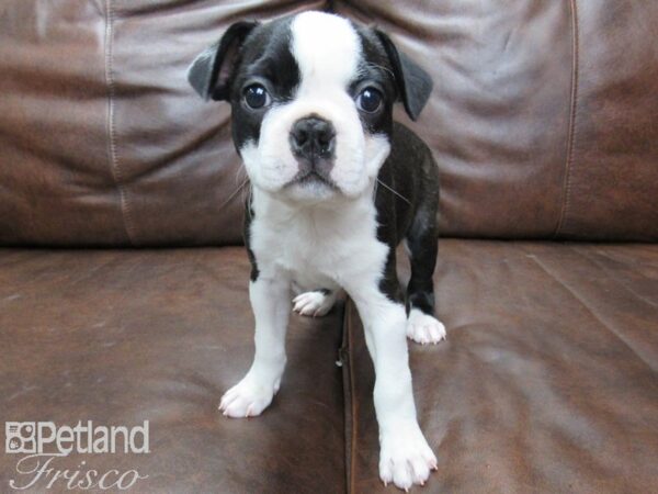 Boston Terrier DOG Female Black and White 25421 Petland Frisco, Texas