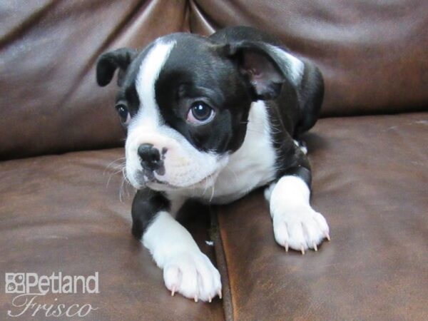 Boston Terrier DOG Female Black and White 25420 Petland Frisco, Texas