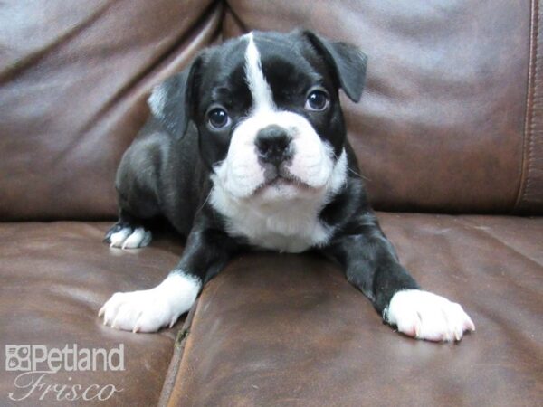 Boston Terrier DOG Male Black and White 25419 Petland Frisco, Texas