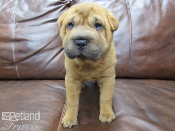 Shar Pei DOG Female Apricot Dilute 25418 Petland Frisco, Texas