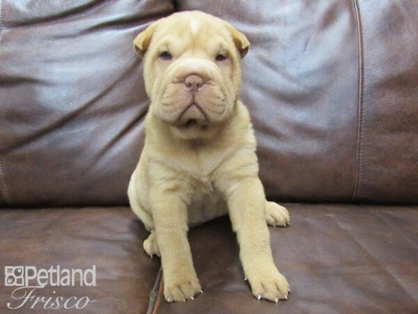 Shar Pei DOG Female Fawn 25417 Petland Frisco, Texas