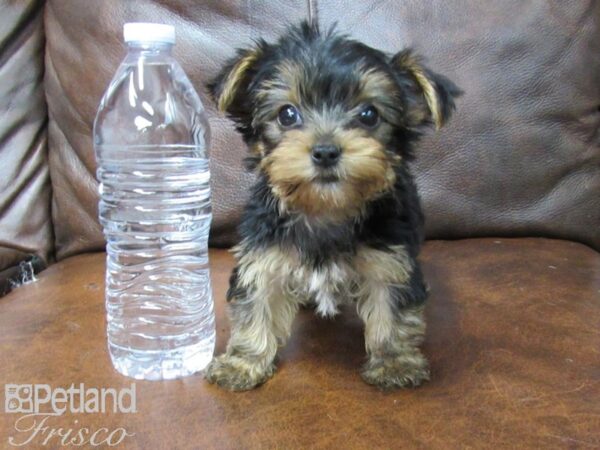 Yorkshire Terrier DOG Female Black and Tan 25416 Petland Frisco, Texas