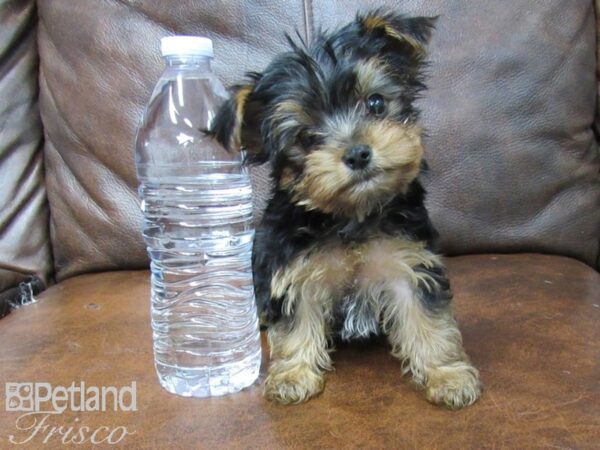 Yorkshire Terrier-DOG-Female-Black and Tan-25415-Petland Frisco & Mckinney, Texas