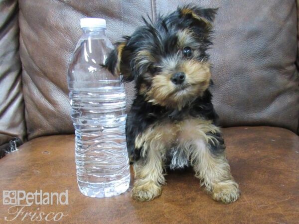 Yorkshire Terrier DOG Female Black and Tan 25415 Petland Frisco, Texas