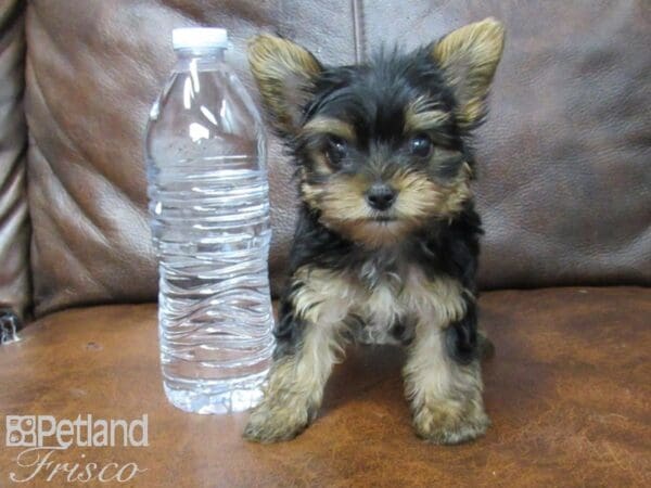 Yorkshire Terrier DOG Male Black and Tan 25414 Petland Frisco, Texas
