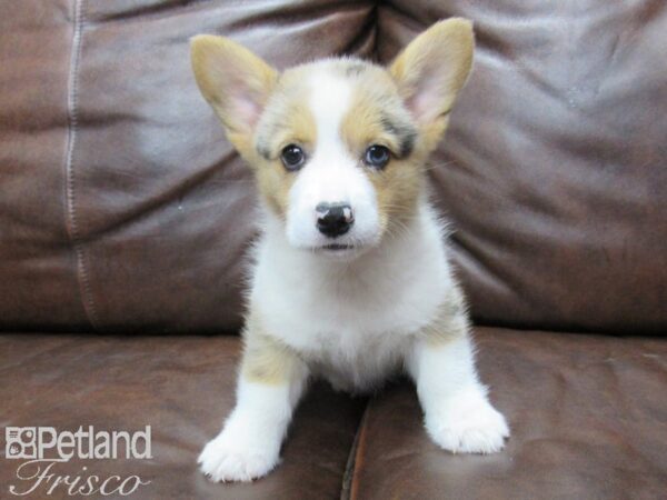 Pembroke Welsh Corgi-DOG-Male-Merle-25413-Petland Frisco & Mckinney, Texas