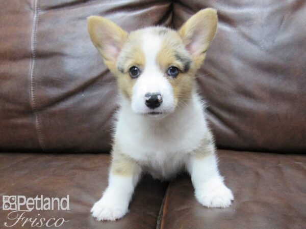 Pembroke Welsh Corgi DOG Male Merle 25413 Petland Frisco, Texas