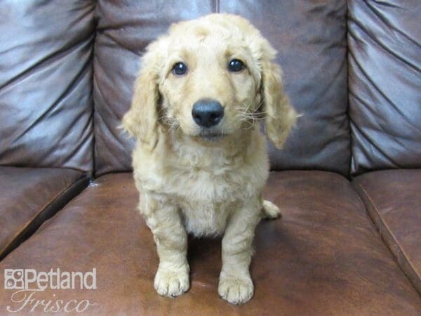 Goldendoodle-DOG-Female-Golden-25411-Petland Frisco, Texas