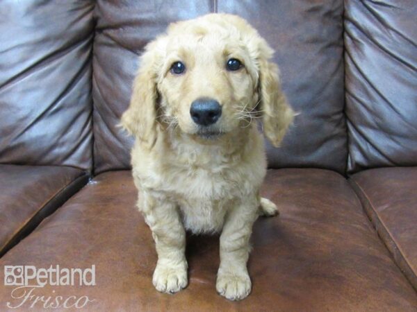 Goldendoodle DOG Female Golden 25411 Petland Frisco, Texas