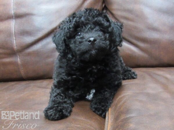 F1B Mini Bernedoodle DOG Male Black 25410 Petland Frisco, Texas