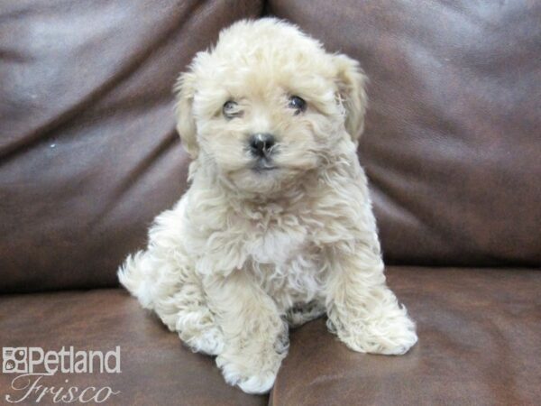 Bichonpoo-DOG-Female-Biscuit-25341-Petland Frisco & Mckinney, Texas