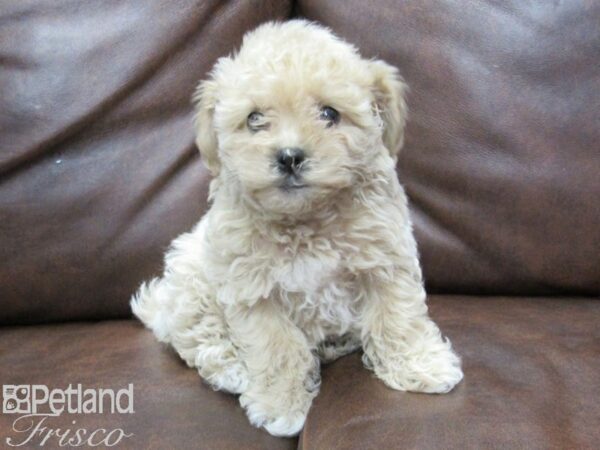 Bichonpoo DOG Female Biscuit 25341 Petland Frisco, Texas