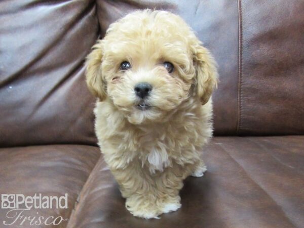 Bichonpoo DOG Male Biscuit 25342 Petland Frisco, Texas