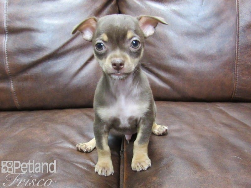 Chihuahua-DOG-Male-CHOC TAN-2700289-Petland Frisco, Texas