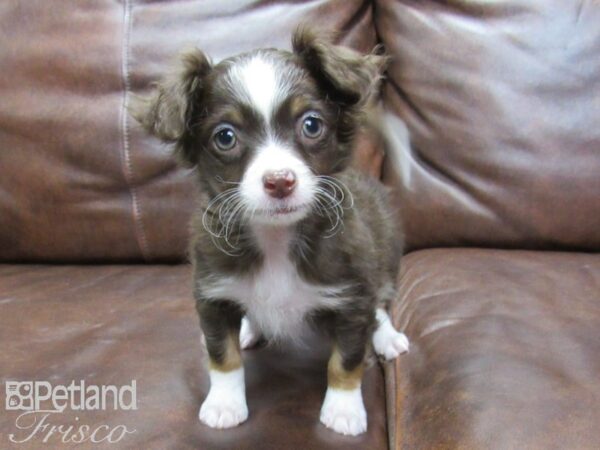 Chihuahua DOG Female CHOC TAN 25479 Petland Frisco, Texas