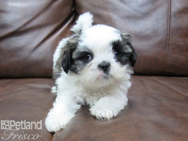 Shih Tzu DOG Male brown white 25478 Petland Frisco, Texas