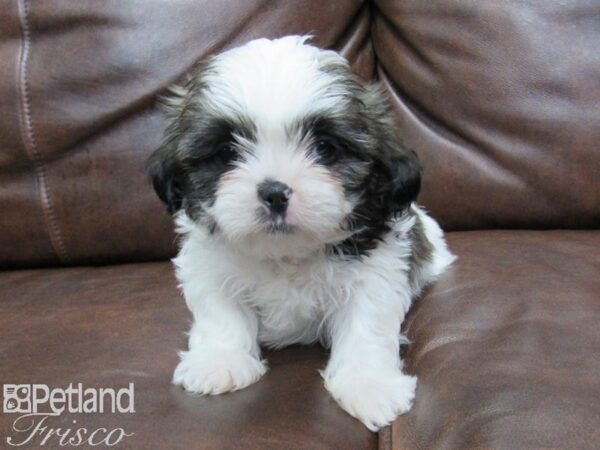 Shih Tzu DOG Female brown white 25477 Petland Frisco, Texas