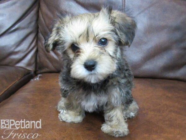 Morkie DOG Male beige 25476 Petland Frisco, Texas