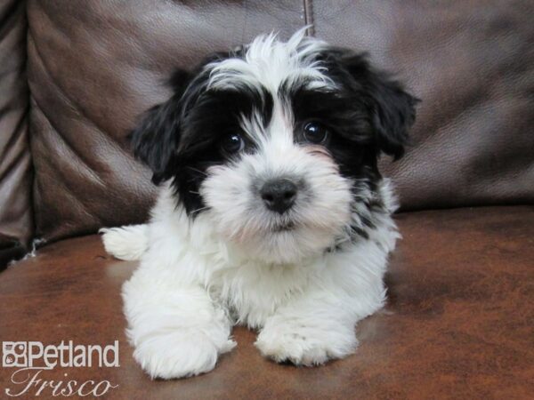 Havanese DOG Female CHOC WHITE 25475 Petland Frisco, Texas