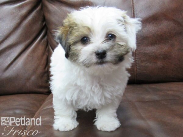 Havanese DOG Male CHOC WHITE 25474 Petland Frisco, Texas