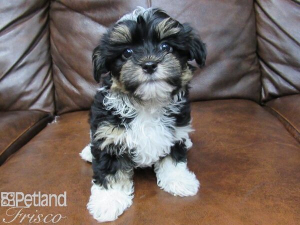 Havanese DOG Male TRI 25473 Petland Frisco, Texas