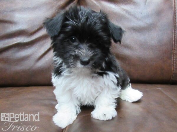 Havanese-DOG-Female-blk white-25472-Petland Frisco & Mckinney, Texas
