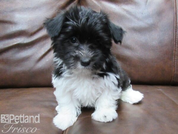 Havanese-DOG-Female-blk white-25472-Petland Frisco, Texas