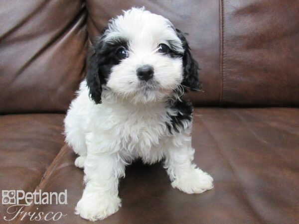 Cava Poo-DOG-Female-BLK WHITE-25470-Petland Frisco & Mckinney, Texas
