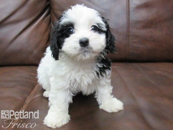 Cava Poo DOG Female BLK WHITE 25470 Petland Frisco, Texas