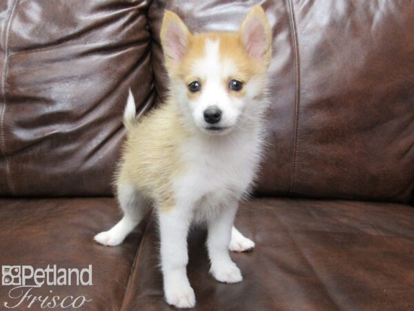 Pomsie DOG Female RED WHITE 25469 Petland Frisco, Texas