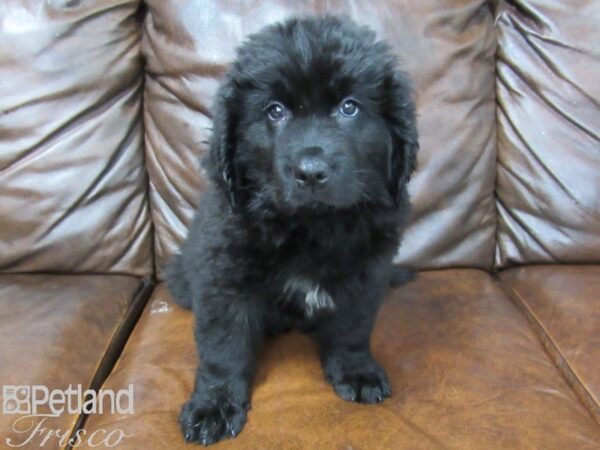 Newfoundland-DOG-Female-Black-25468-Petland Frisco & Mckinney, Texas
